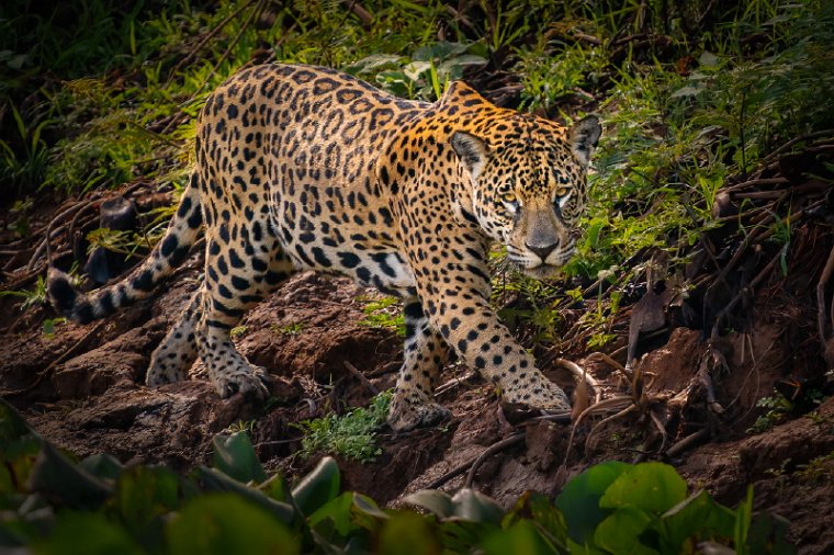 078 Noord Pantanal, jaguar.jpg